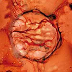 LCC – Bastet (LP, Editions Mego, 2017) Front Cover