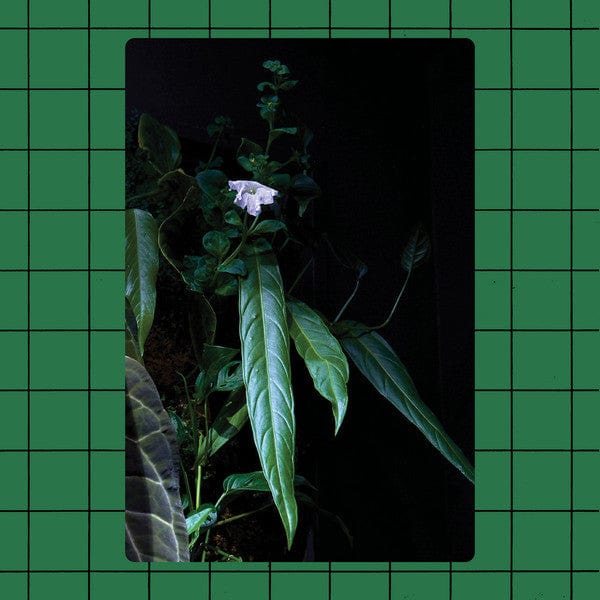 Interstellar Funk & Robert Valera - Devil's Juice (12") Artificial Dance Vinyl