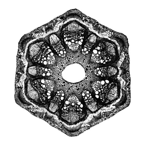 Odd Lust – Wild Qualia (12", The Trilogy Tapes, 2020) Front Cover