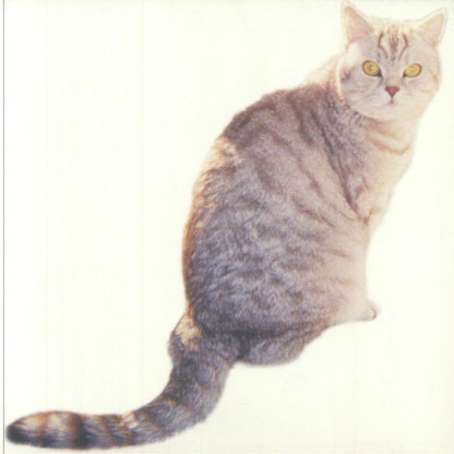 Sarter Kit – What I Am And What I’m Not (LP, 180g, Squama, 2025) Front Cover