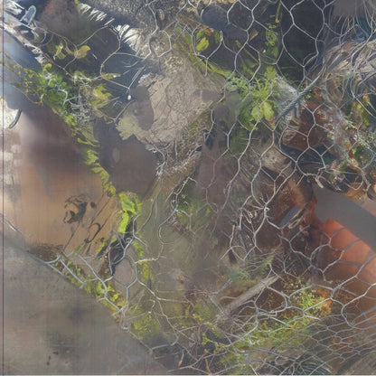 Aedis – Saense (12", Animalia, 2025) Front Cover