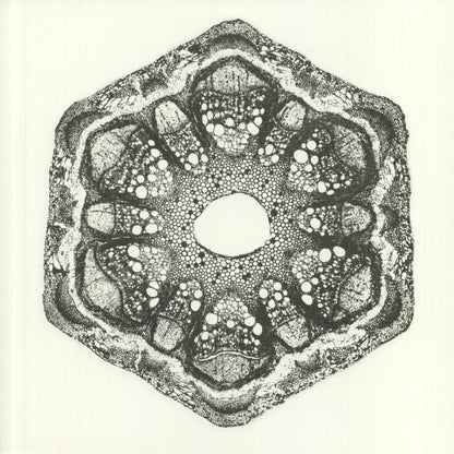 Odd Lust – Wild Qualia (12", The Trilogy Tapes, 2020) Front Cover