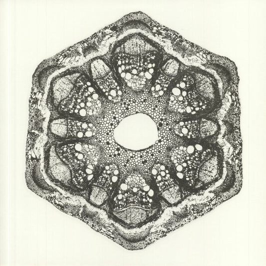 Odd Lust – Wild Qualia (12", The Trilogy Tapes, 2020) Front Cover