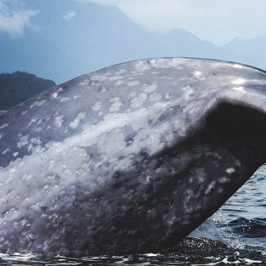 Peter Zinovieff – South Pacific Migration Party (LP, Clear Vinyl, The Association For Depth Sound Recordings, 2021) Front Cover